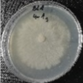 Molecules 26 04595 i003