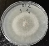 Molecules 26 04595 i004