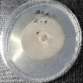 Molecules 26 04595 i005