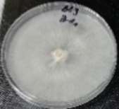 Molecules 26 04595 i007