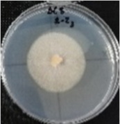 Molecules 26 04595 i008