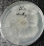 Molecules 26 04595 i012