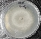 Molecules 26 04595 i015