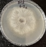 Molecules 26 04595 i024