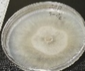 Molecules 26 04595 i025