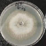 Molecules 26 04595 i027