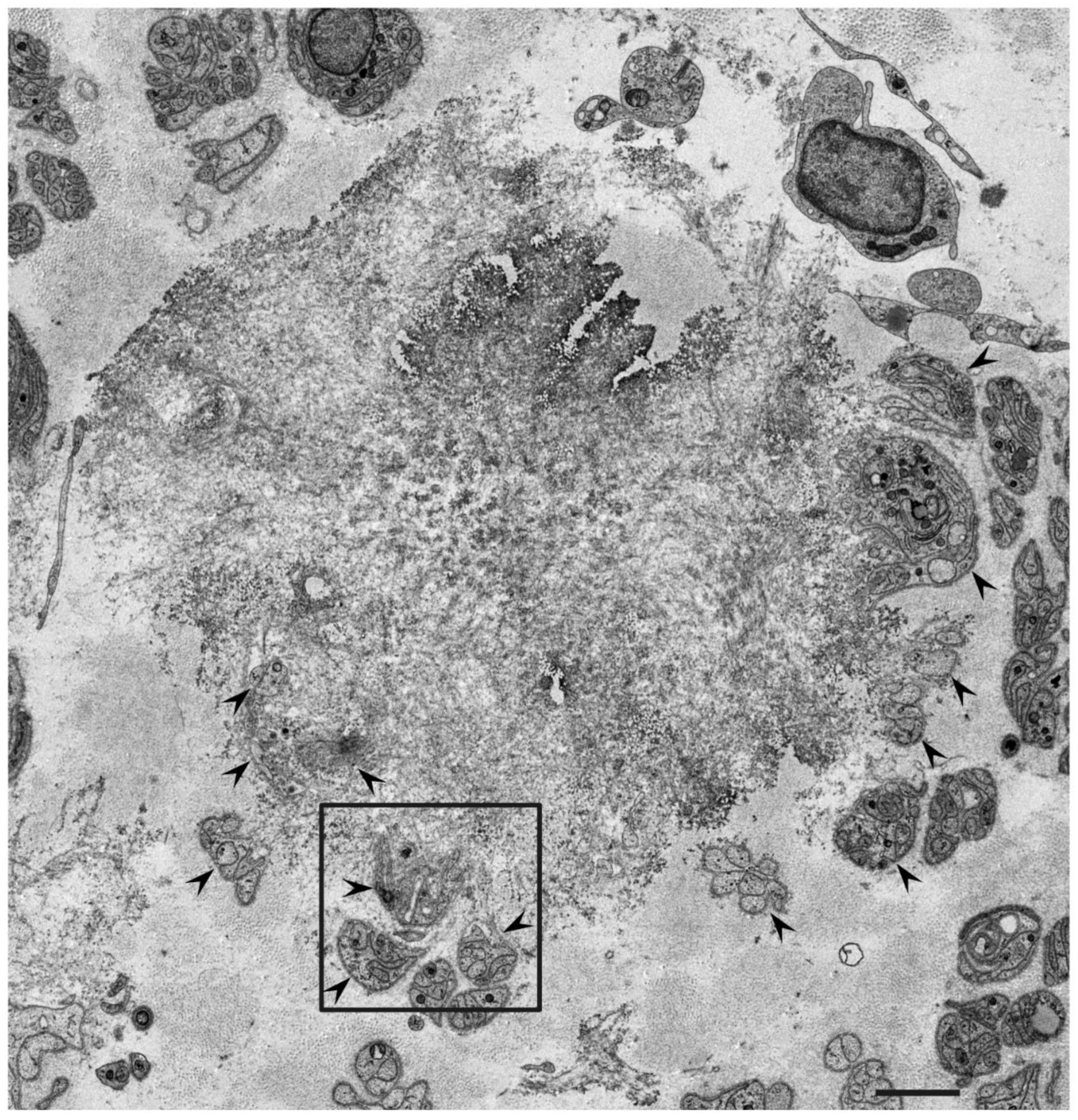 Molecules 26 04611 g001 Molecules 26 04611 g001
