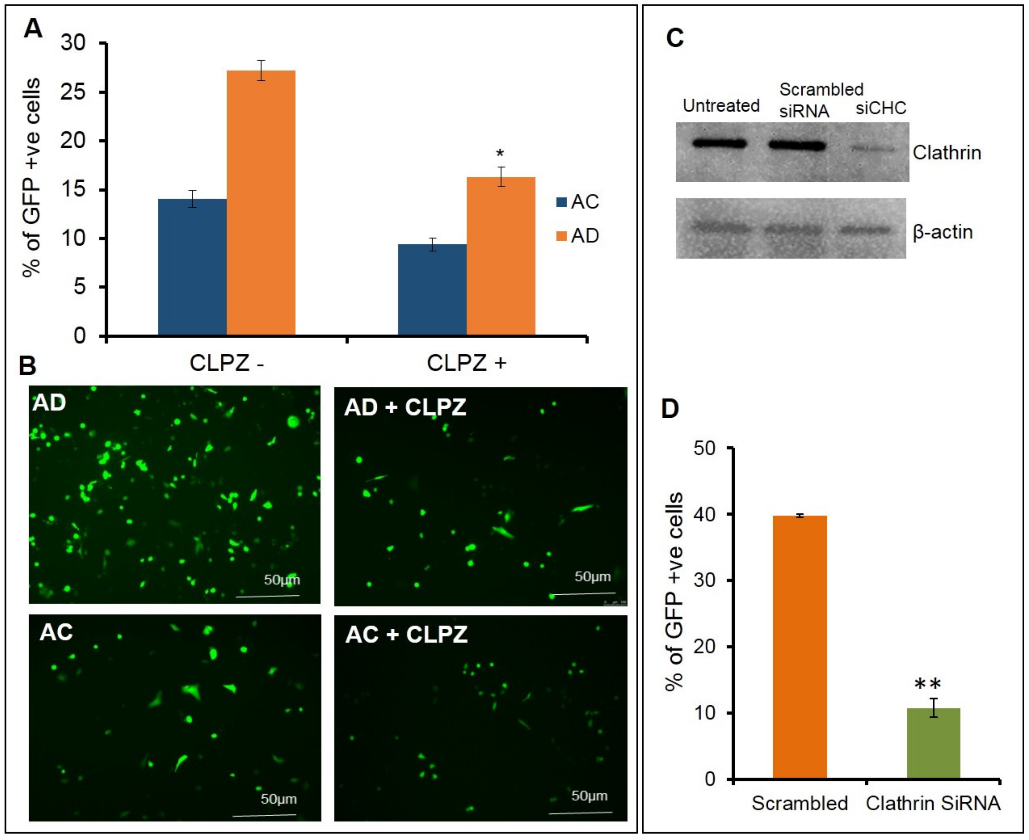 Molecules 26 04626 g003