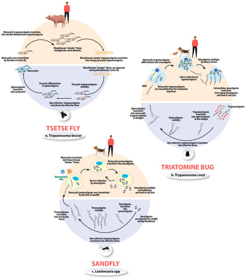 An Updated View of the Trypanosoma cruzi Life Cycle: Intervention Points  for an Effective Treatment