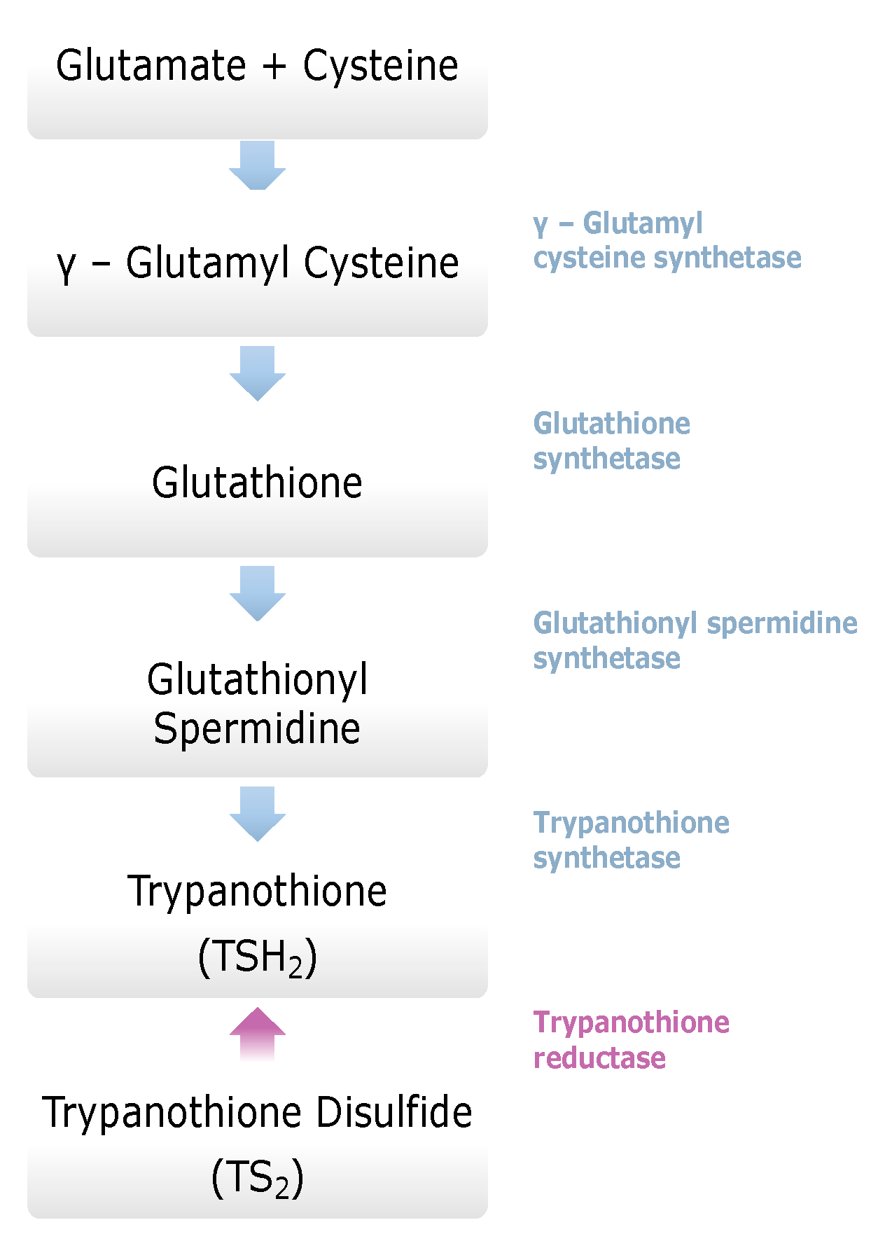 Molecules 26 04629 g002 Molecules 26 04629 g002