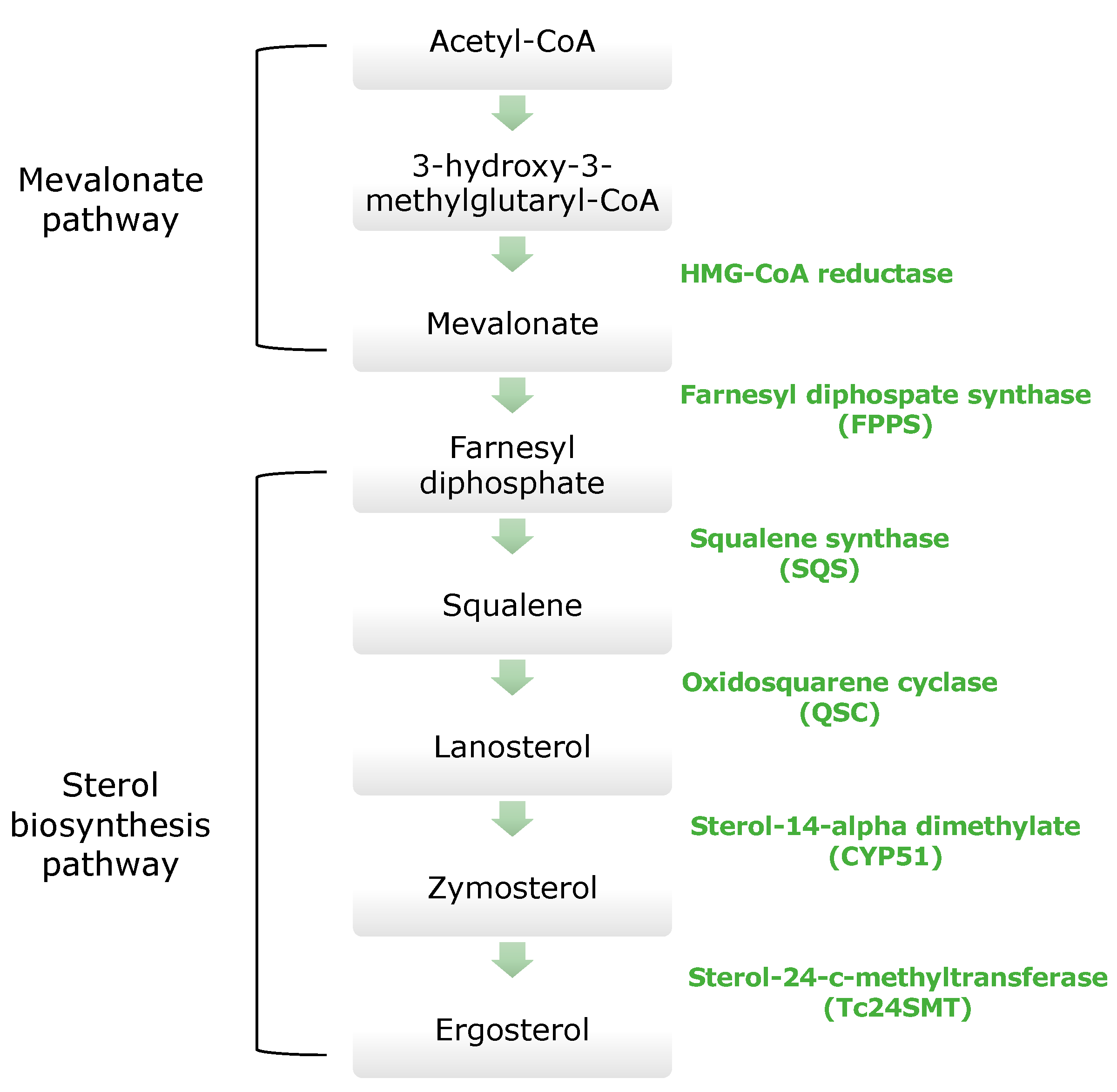 Molecules 26 04629 g004 Molecules 26 04629 g004