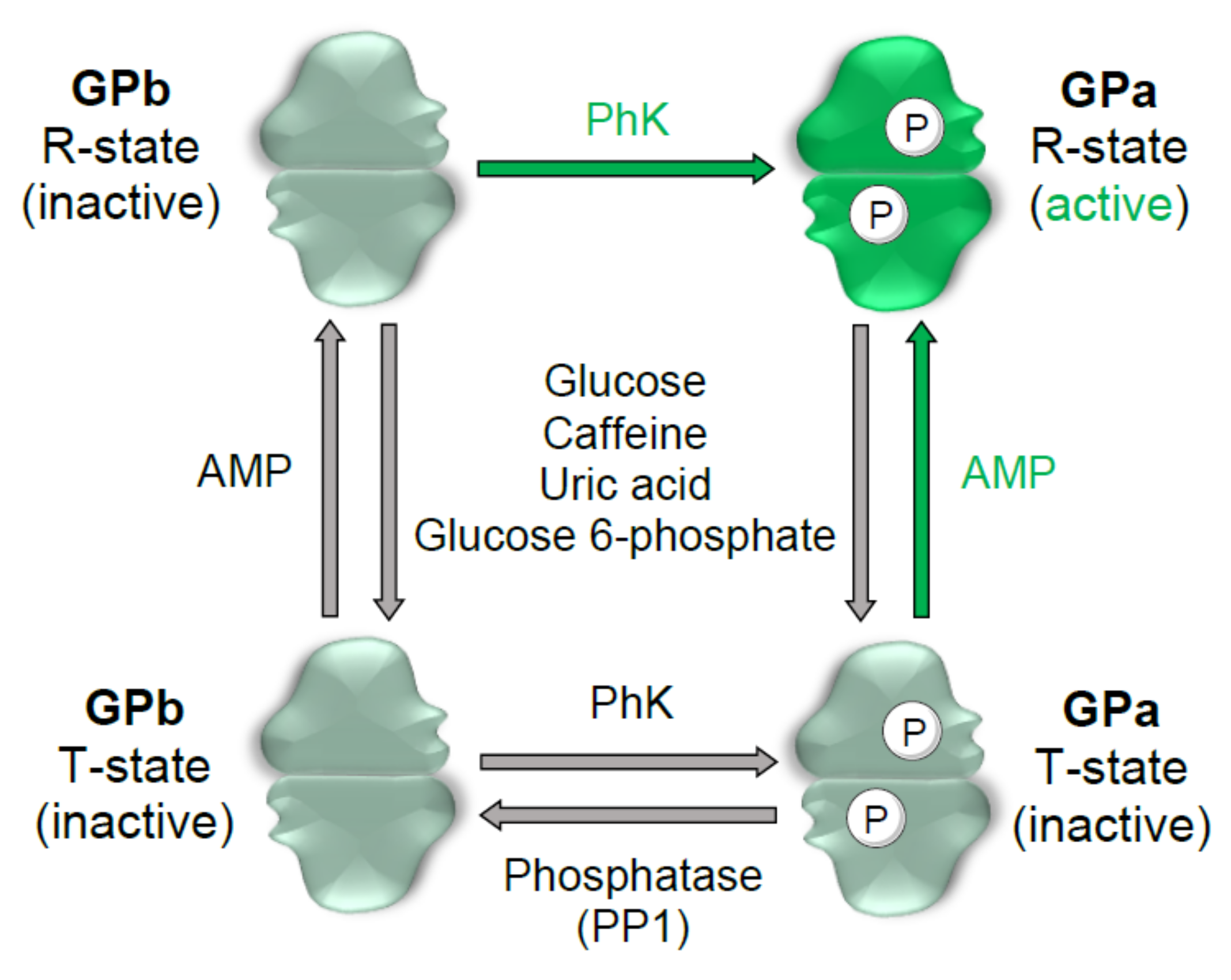 Molecules 26 04635 g002 550