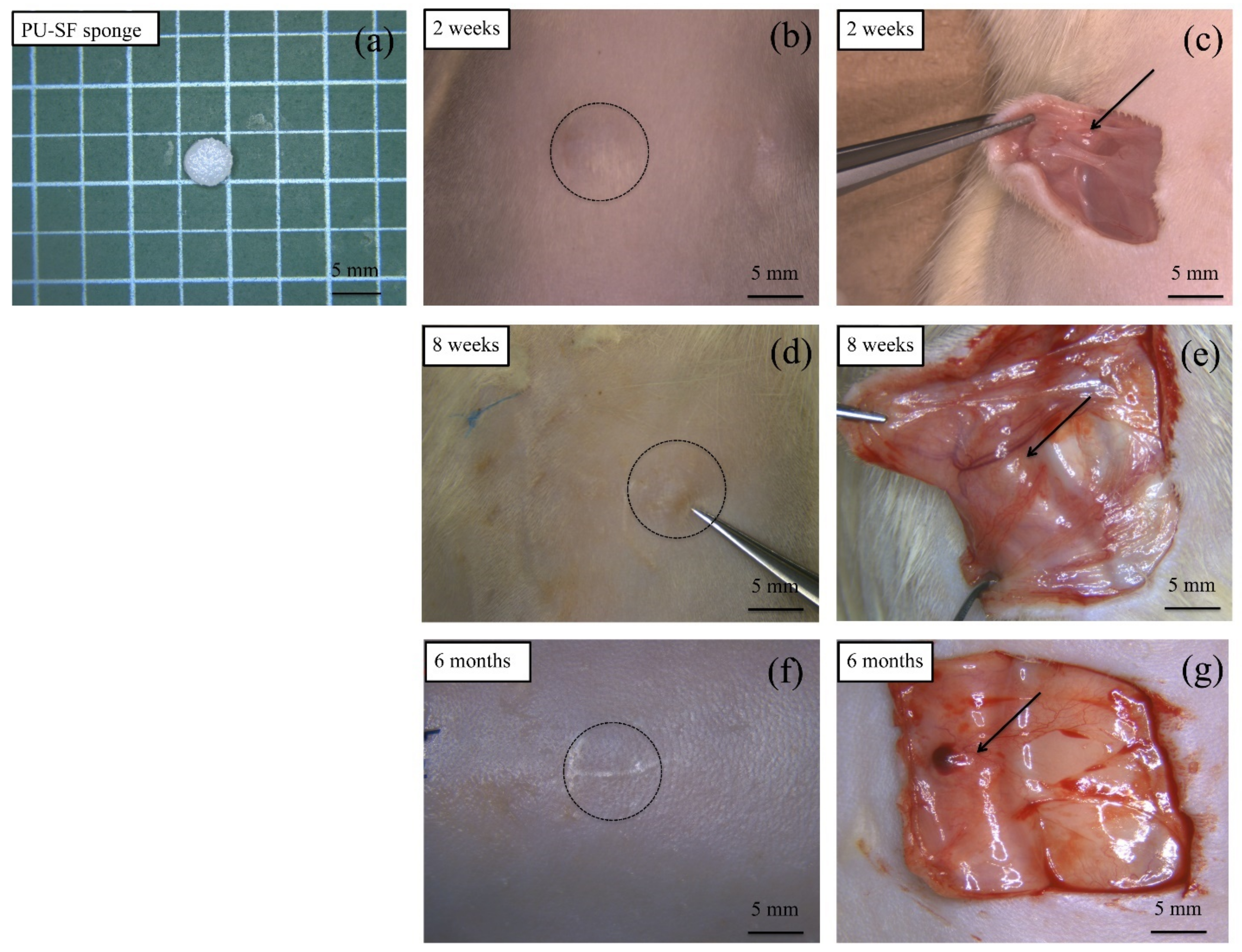 Molecules 26 04649 g006 Molecules 26 04649 g006