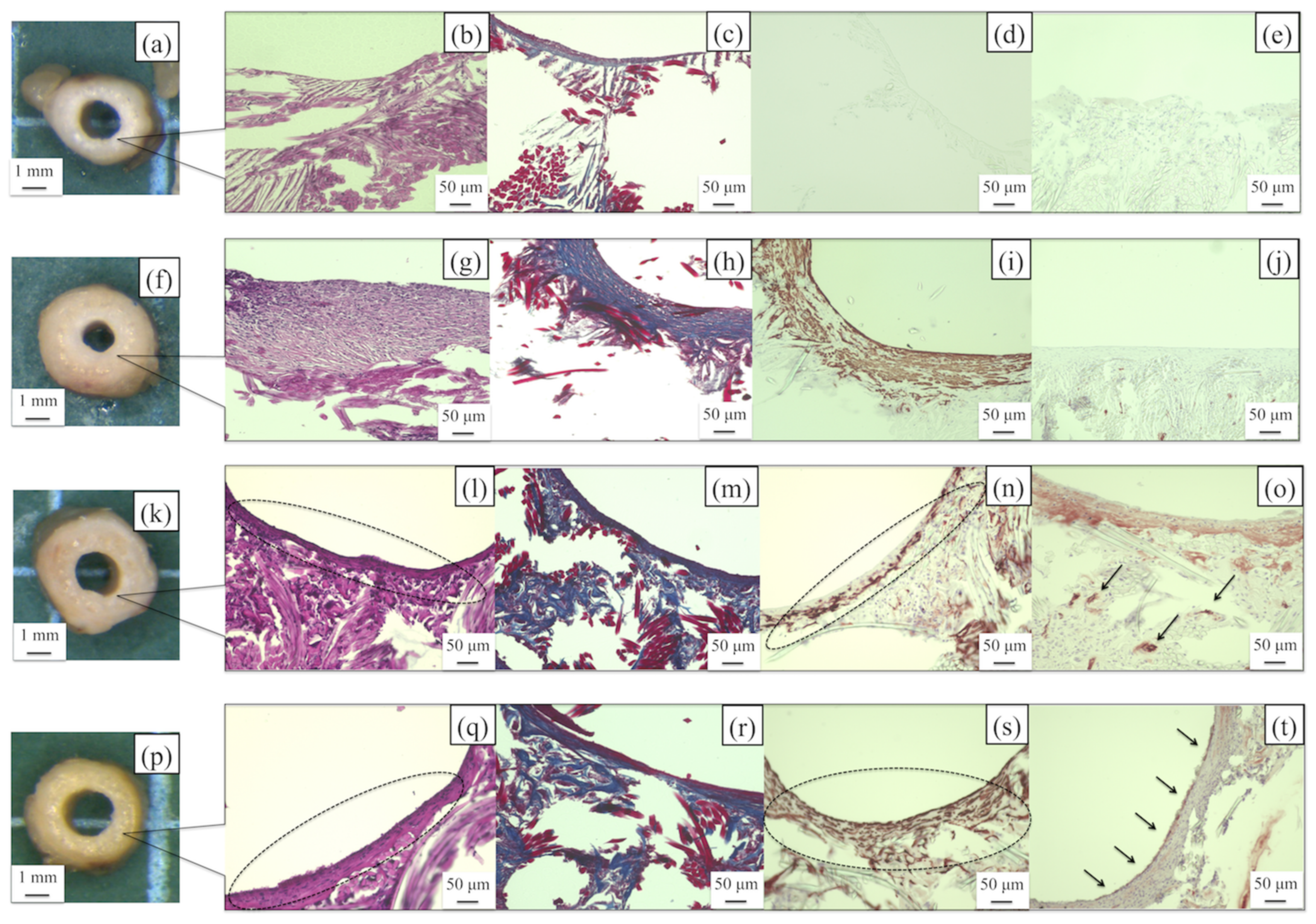 Molecules 26 04649 g011 Molecules 26 04649 g011