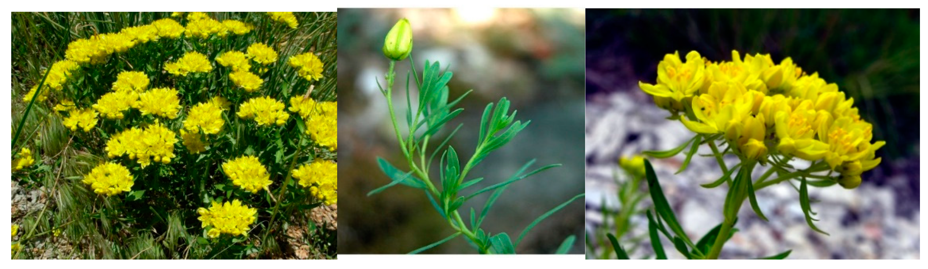 Molecules 26 04664 g001 Molecules 26 04664 g001