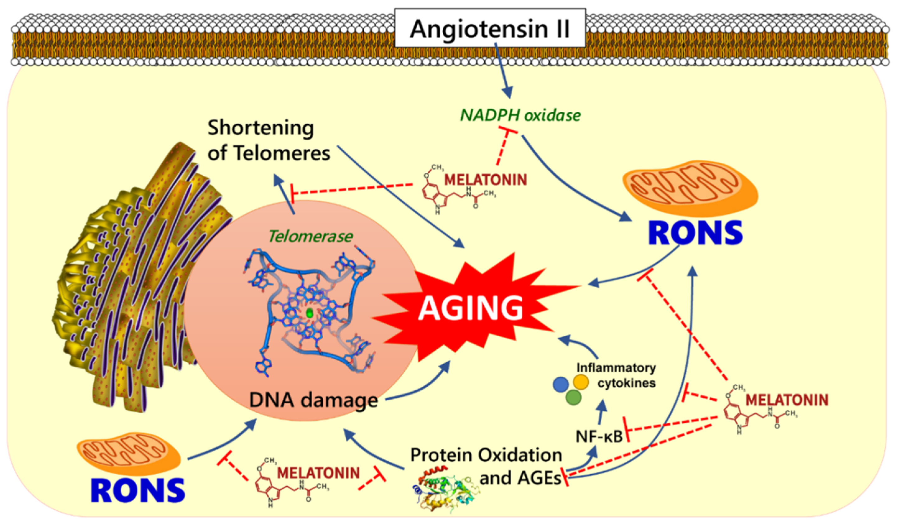 Molecules 26 04666 g001 550