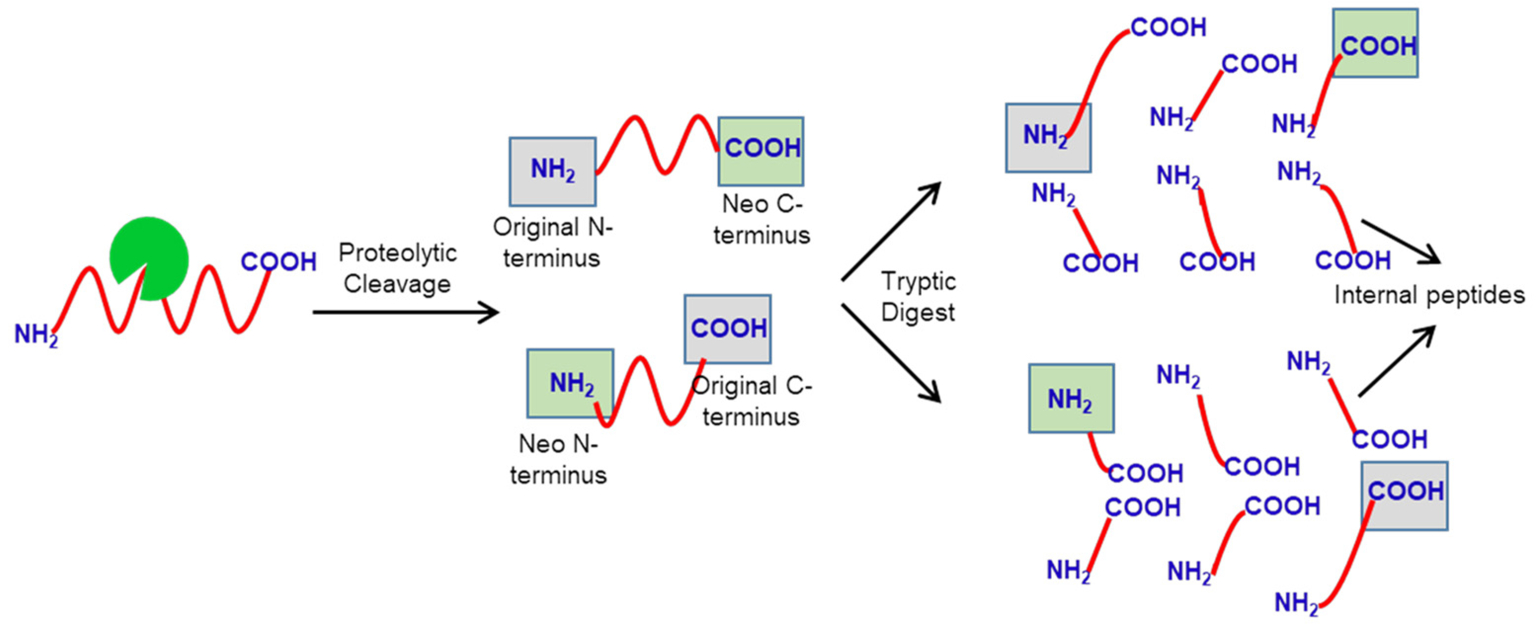 Molecules 26 04699 g001 550