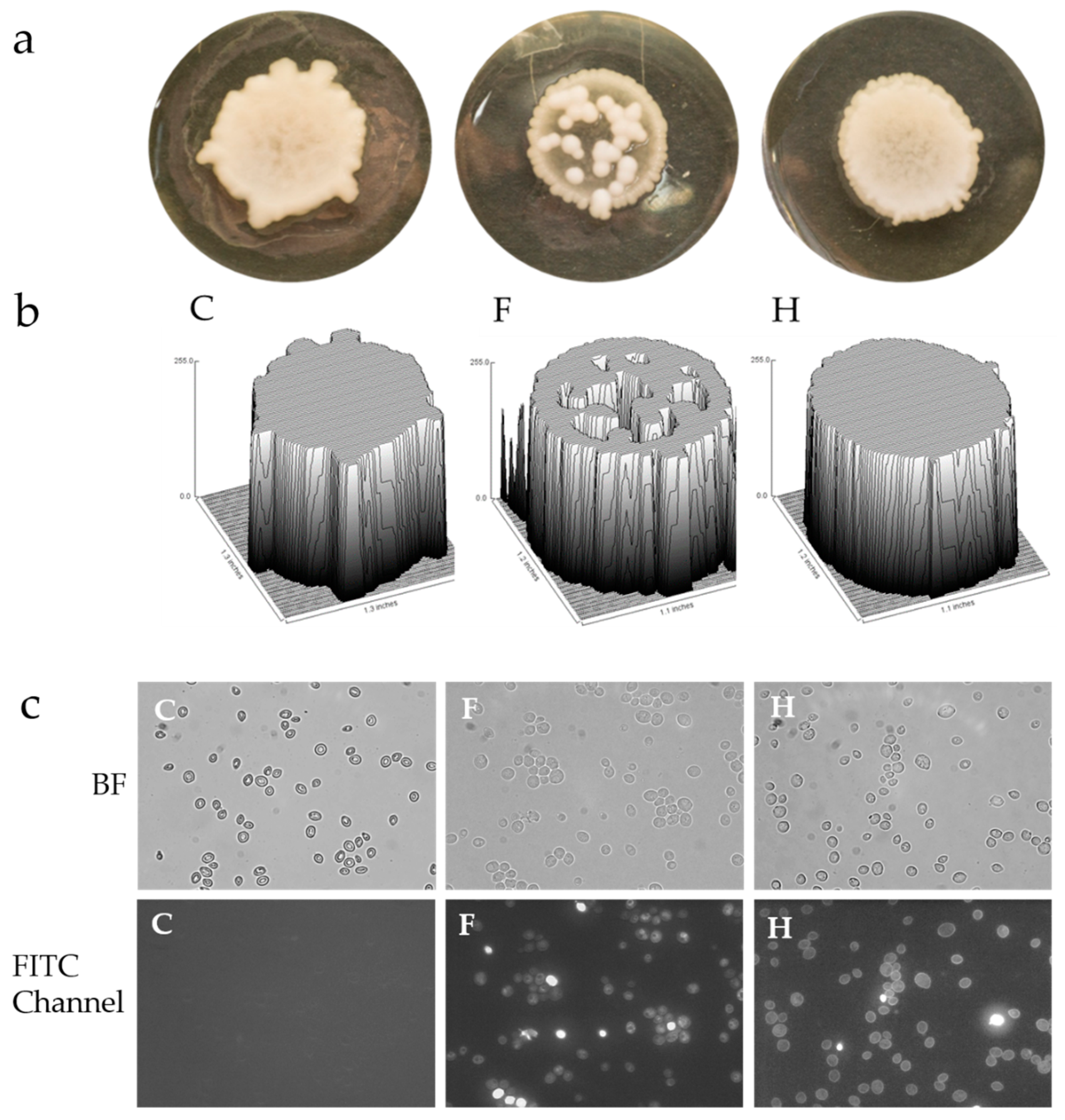 Molecules 26 04708 g007
