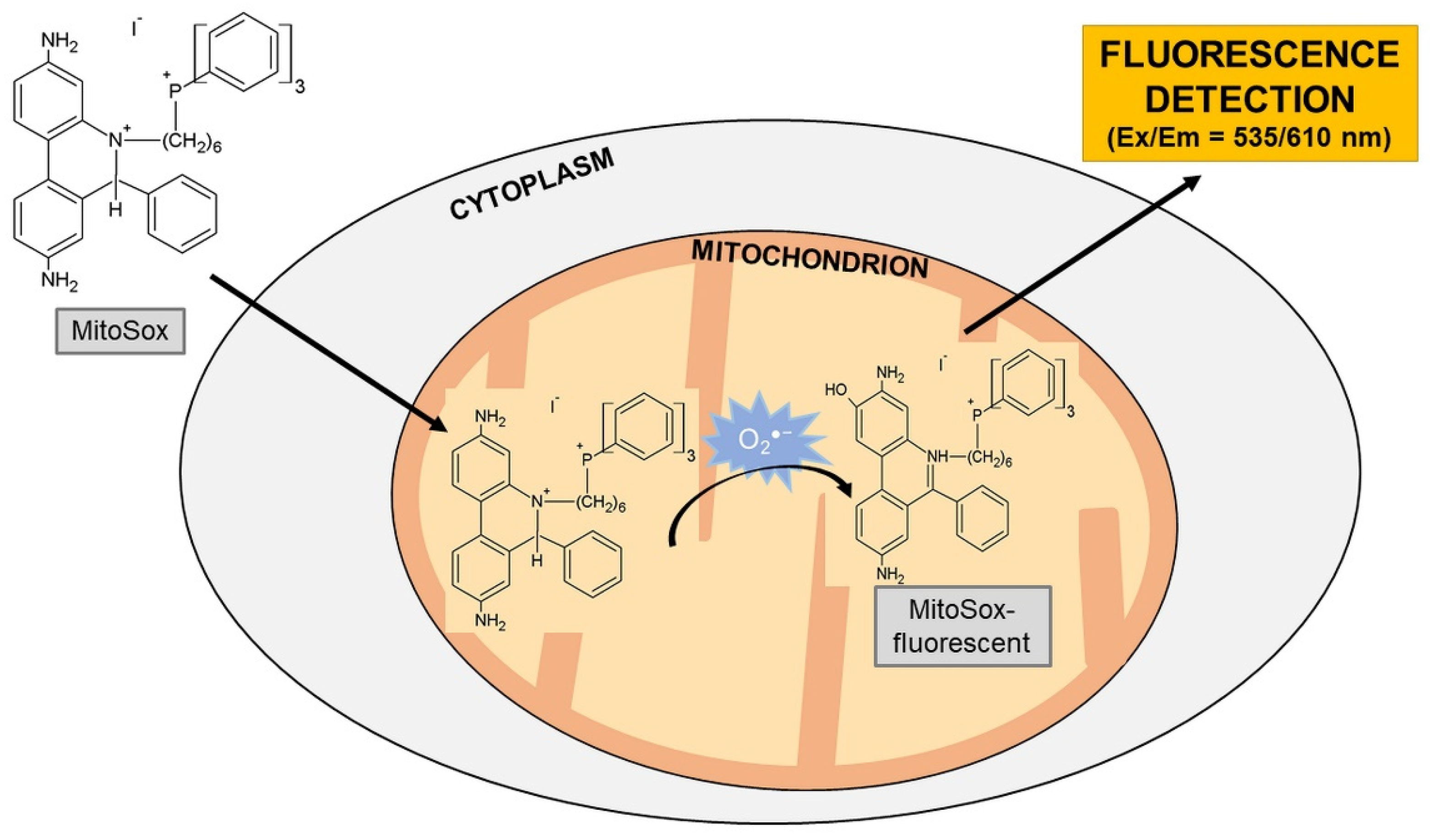 Molecules 26 04710 g002 Molecules 26 04710 g002