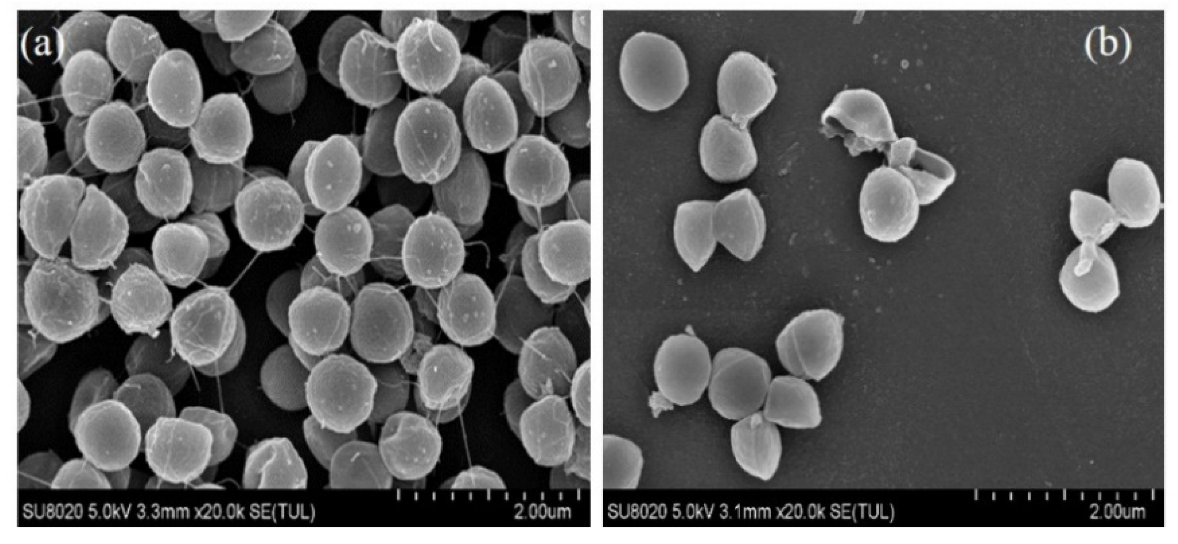 Molecules 26 04713 g005 Molecules 26 04713 g005