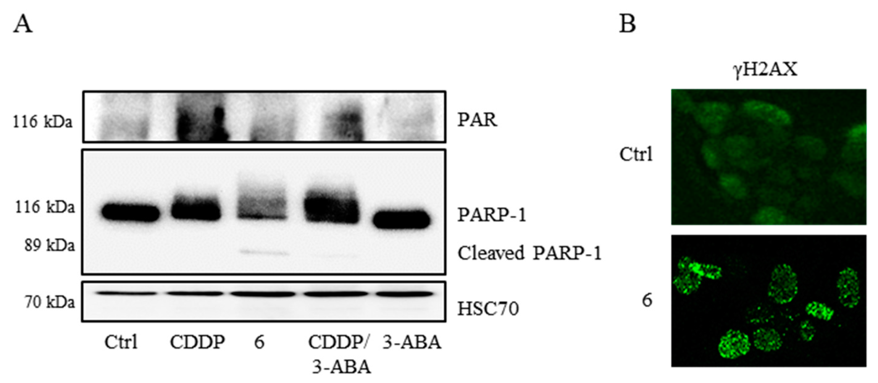 Molecules 26 04740 g004 Molecules 26 04740 g004