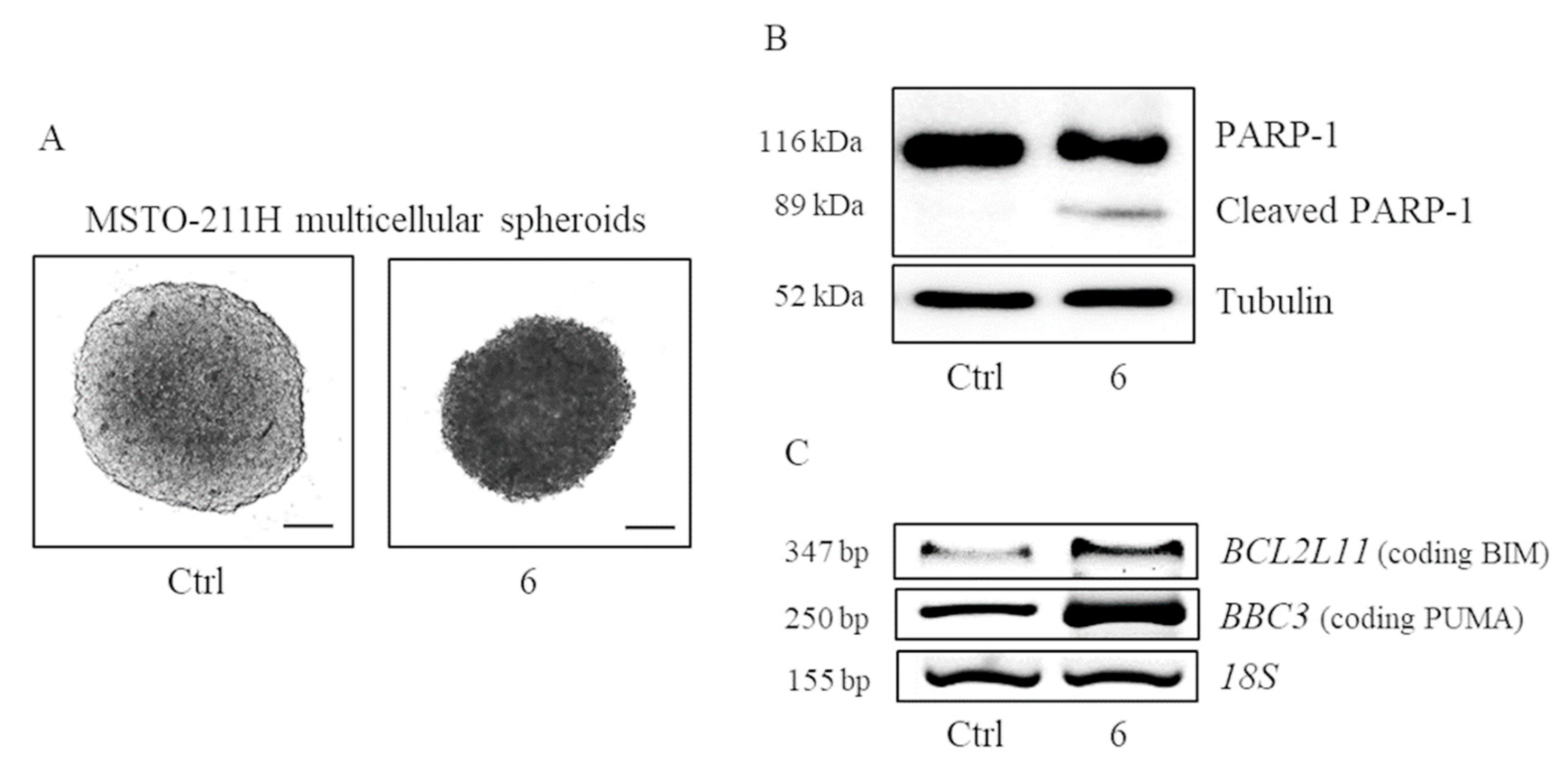 Molecules 26 04740 g005 Molecules 26 04740 g005