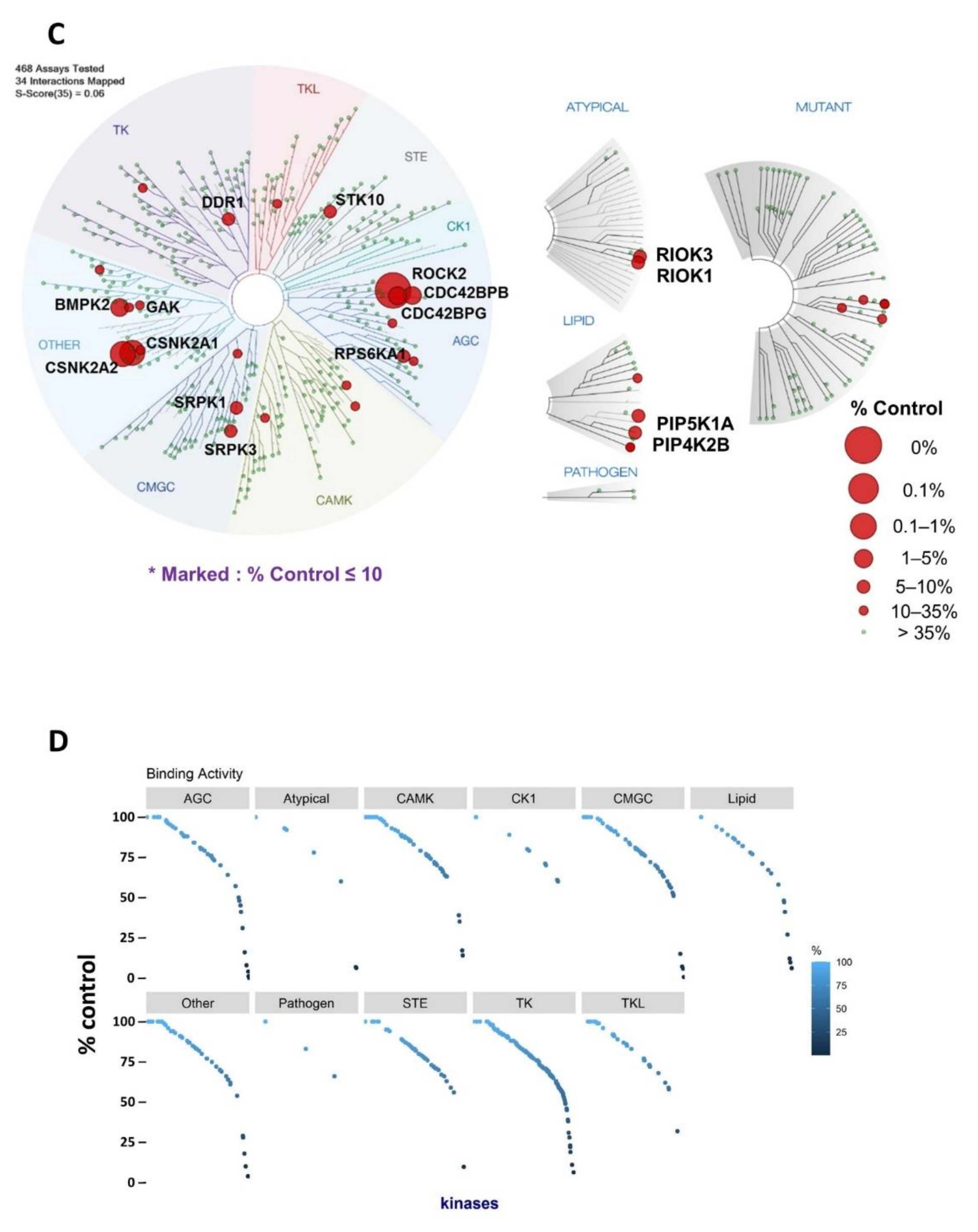 ROCK2-Specific Inhibitor KD025 Suppresses Adipocyte