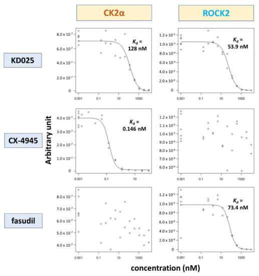 ROCK2-Specific Inhibitor KD025 Suppresses Adipocyte