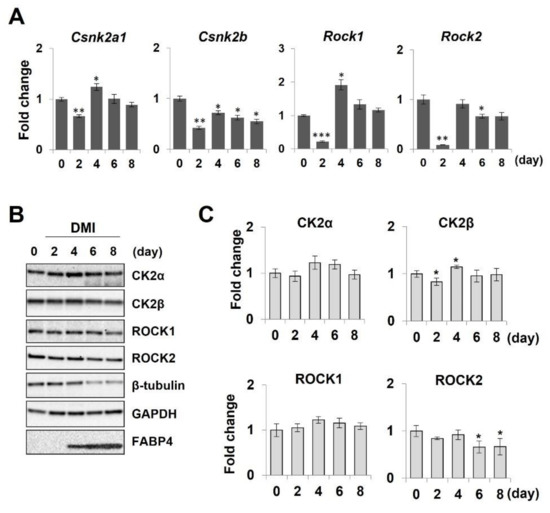 ROCK2-Specific Inhibitor KD025 Suppresses Adipocyte