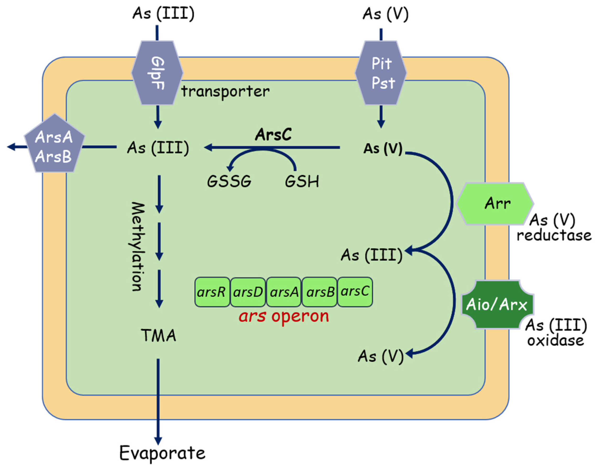 Molecules 26 04751 g004 Molecules 26 04751 g004