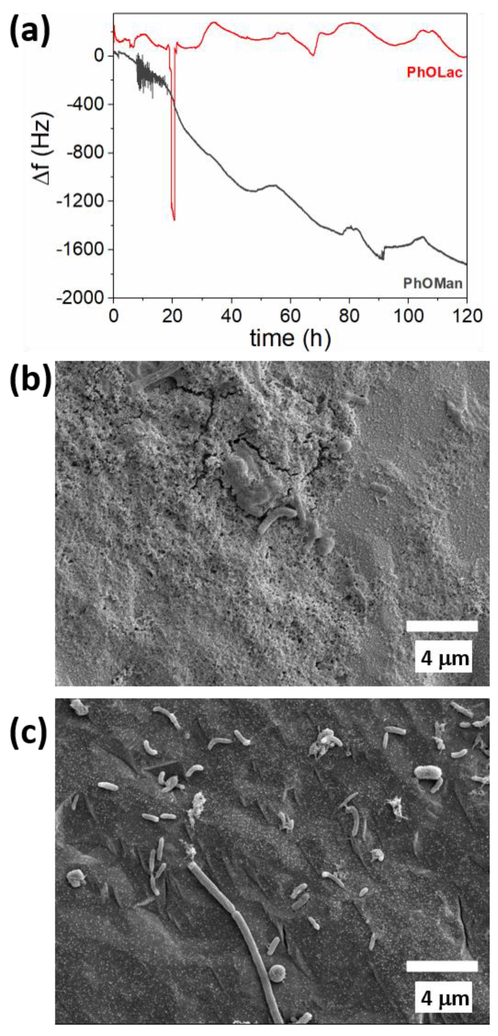 Molecules 26 04755 g005 550
