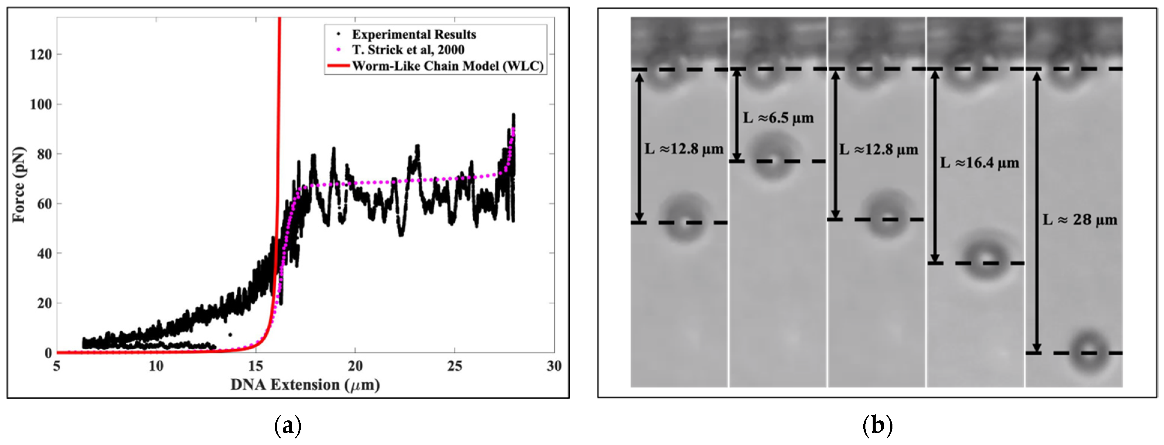 Molecules 26 04781 g001
