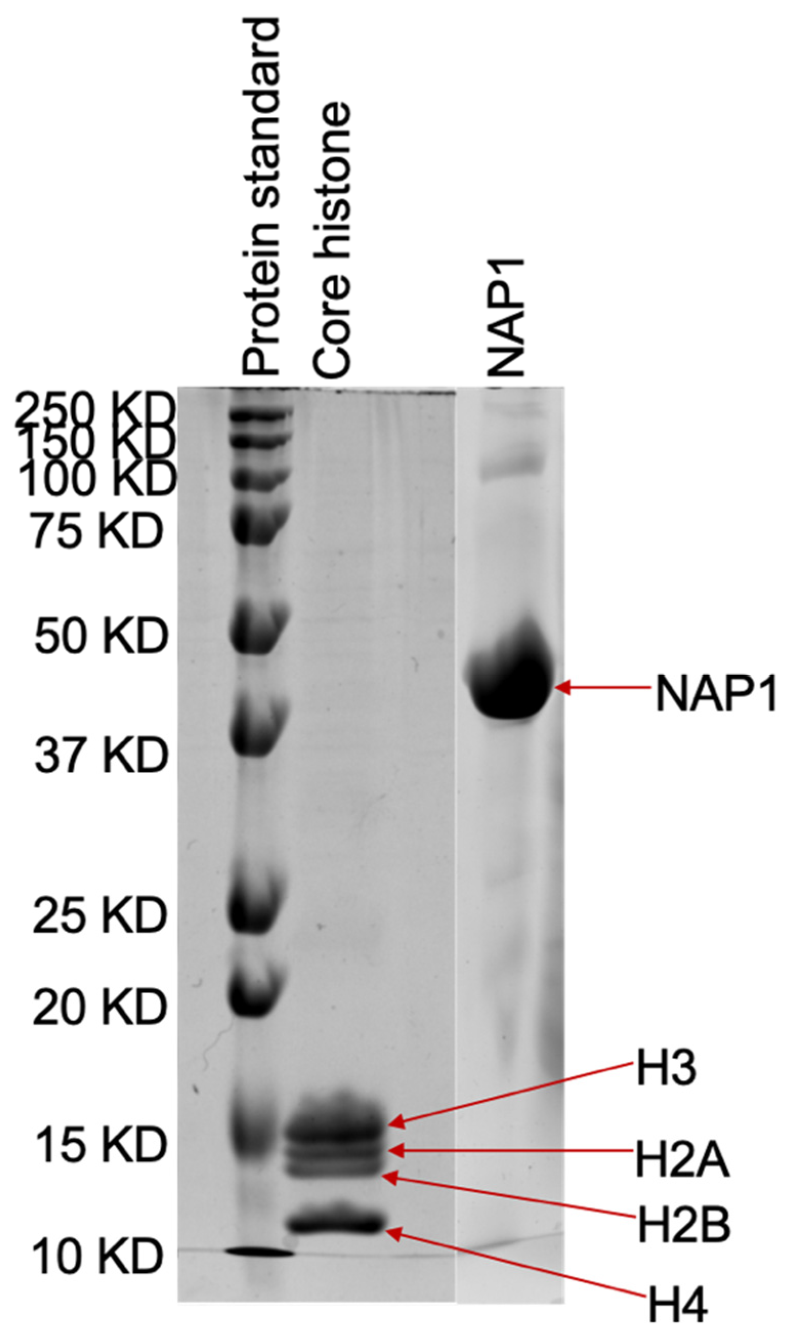 Molecules 26 04781 g006