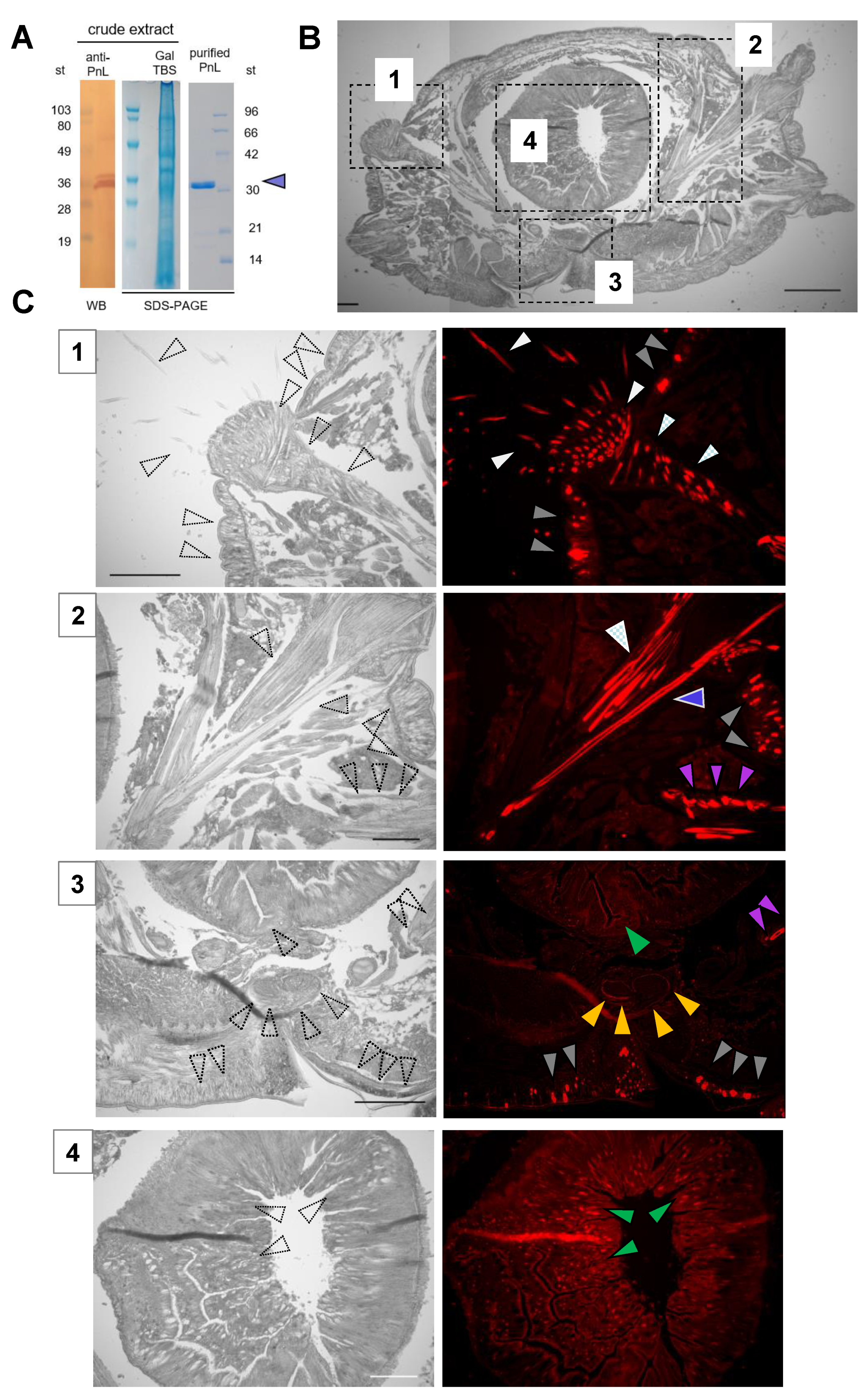 Molecules 26 04799 g001 Molecules 26 04799 g001