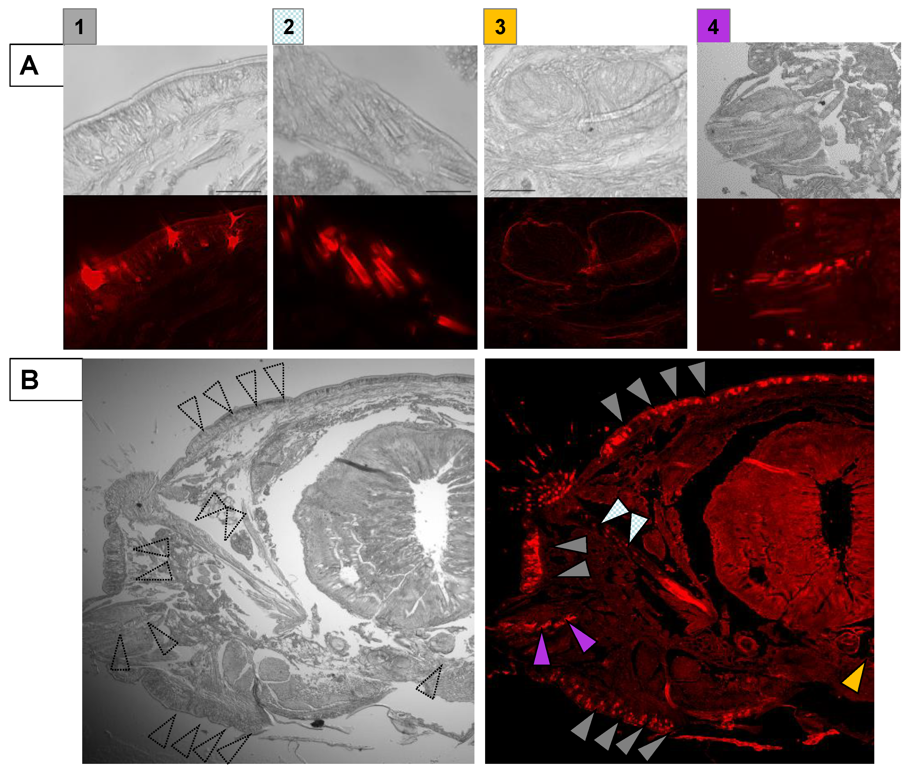 Molecules 26 04799 g002 Molecules 26 04799 g002