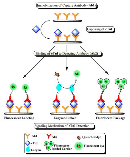 Molecules 26 04812 sch001 550, Fluorescent Immunoassays for Detection and Quantification of Cardiac Troponin I