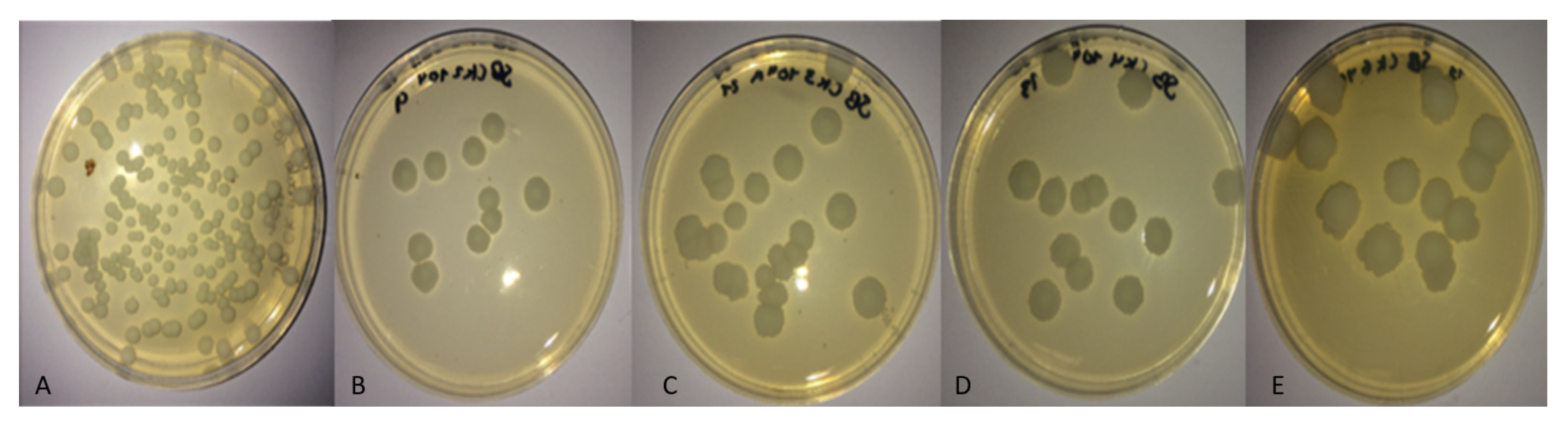 Molecules 26 04813 g006 Molecules 26 04813 g006