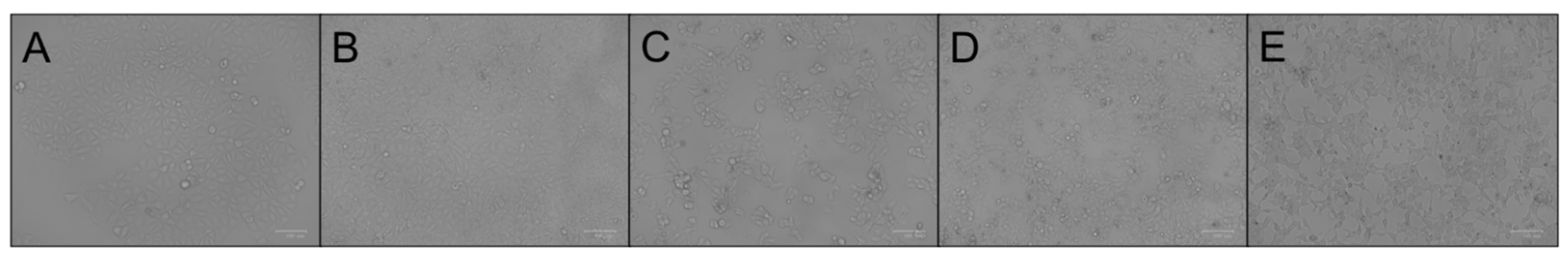 Molecules 26 04824 g002