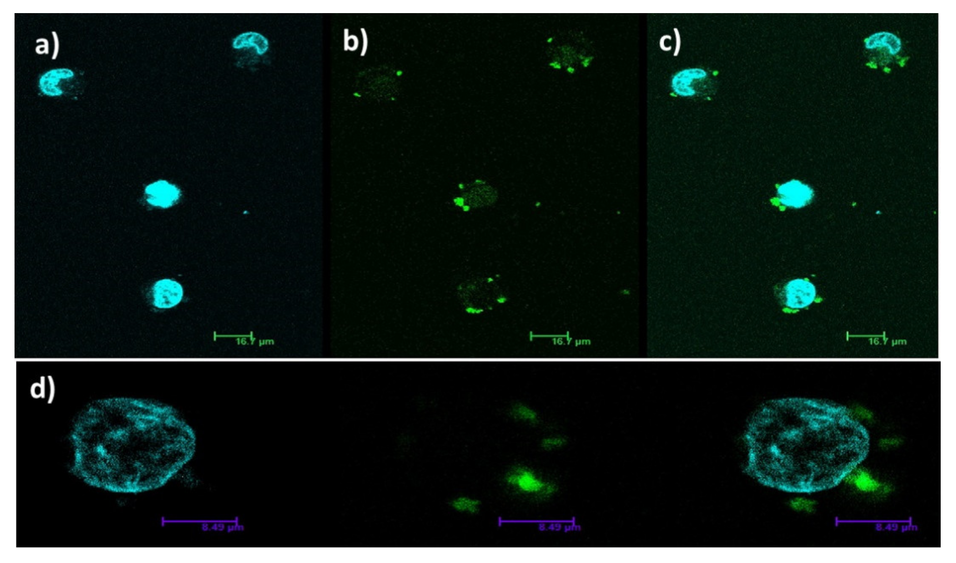 Molecules 26 04834 g007