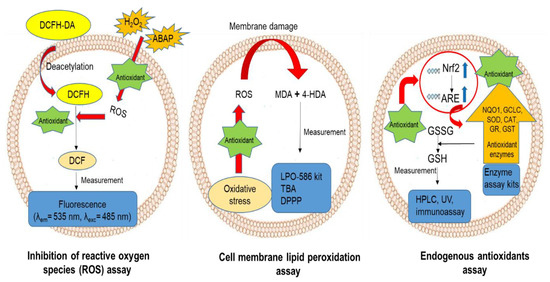 A Concise Review of Current In Vitro Chemical and Cell-Based ...