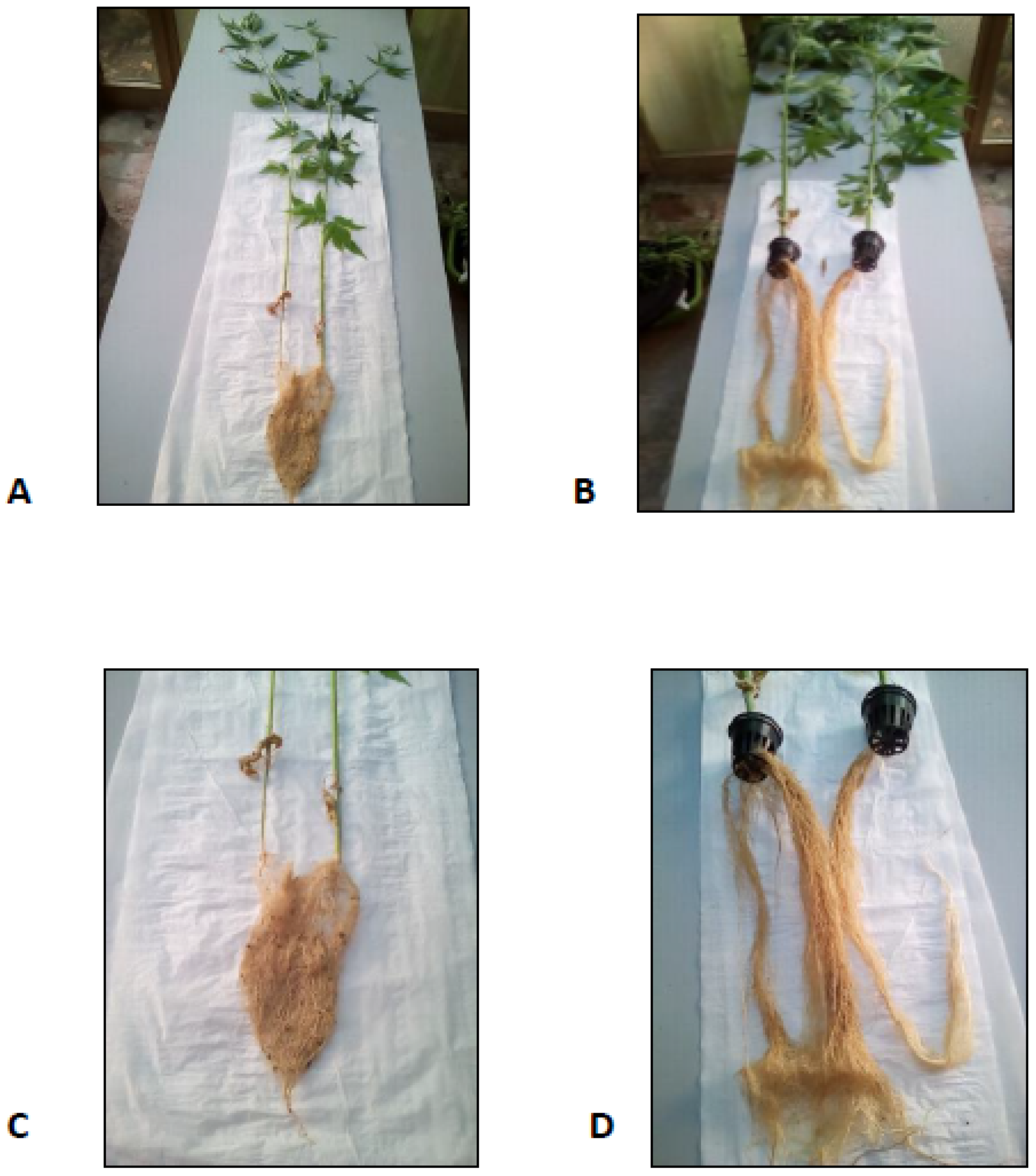 Molecules 26 04889 g001