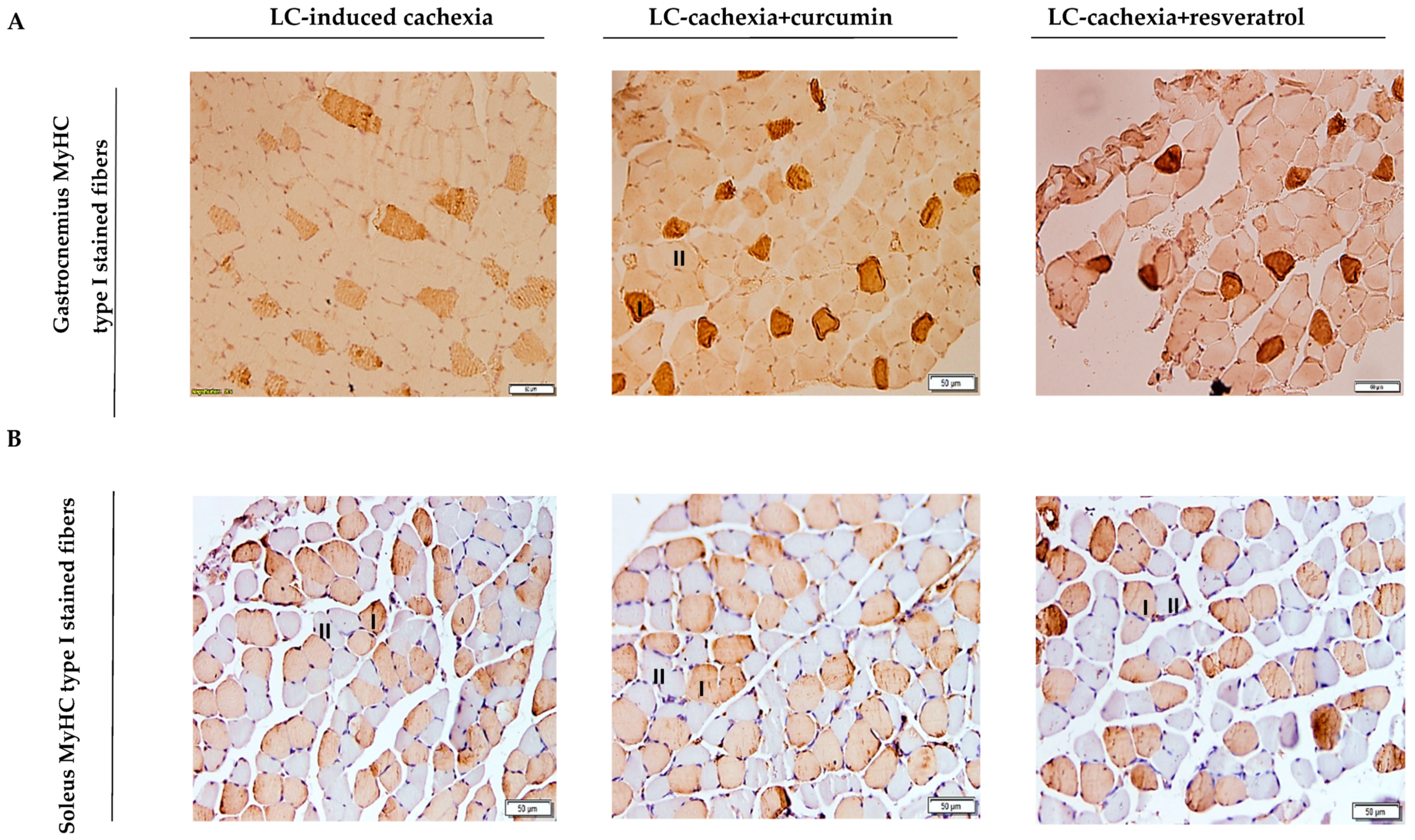 Molecules 26 04904 g002 550