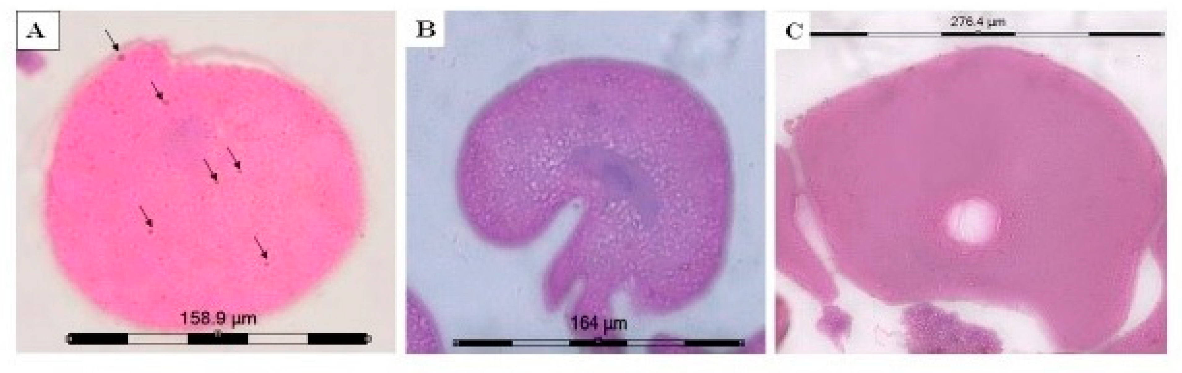 Molecules 26 04905 g003