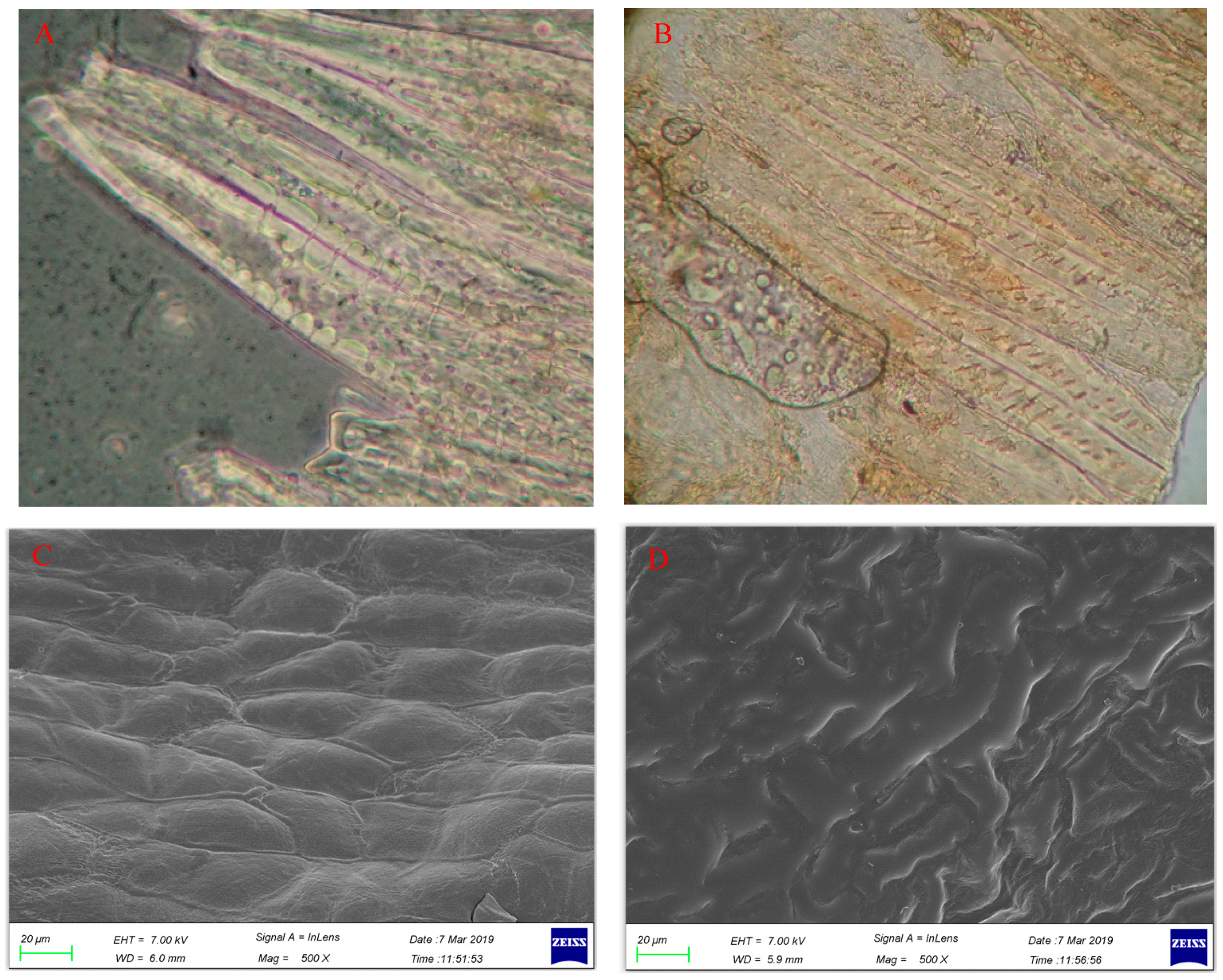 Molecules 26 04914 g001