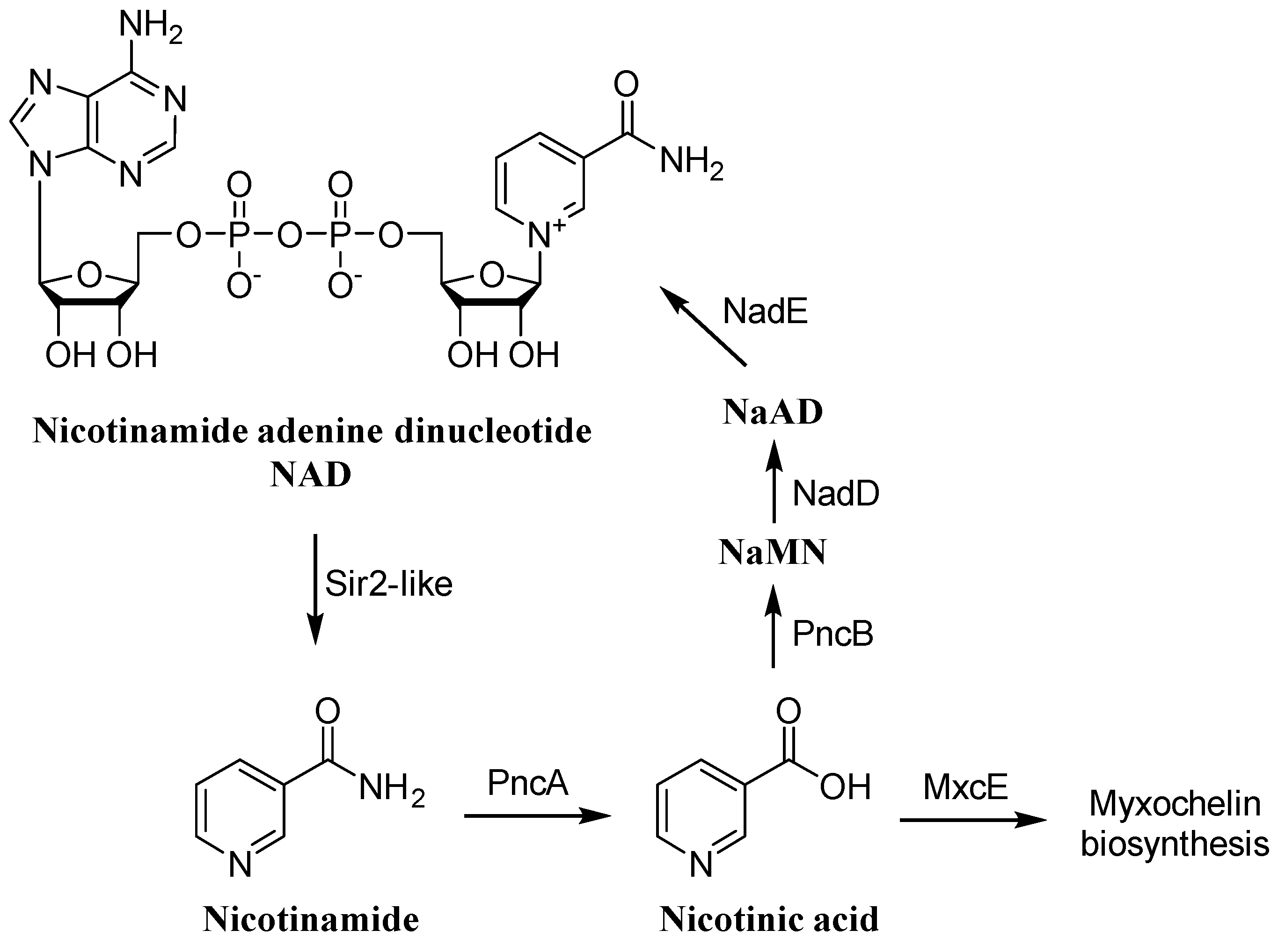 Molecules 26 04929 g007 550