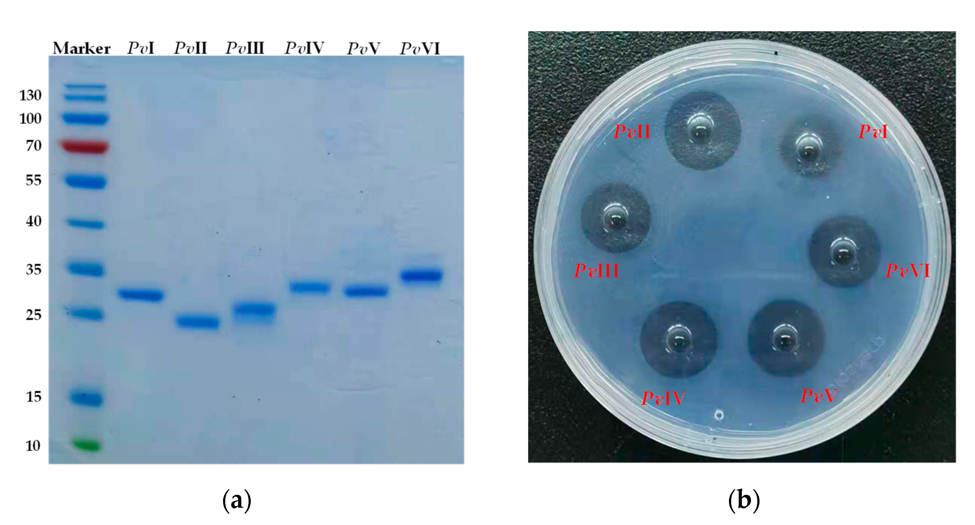 Molecules 26 04946 g007