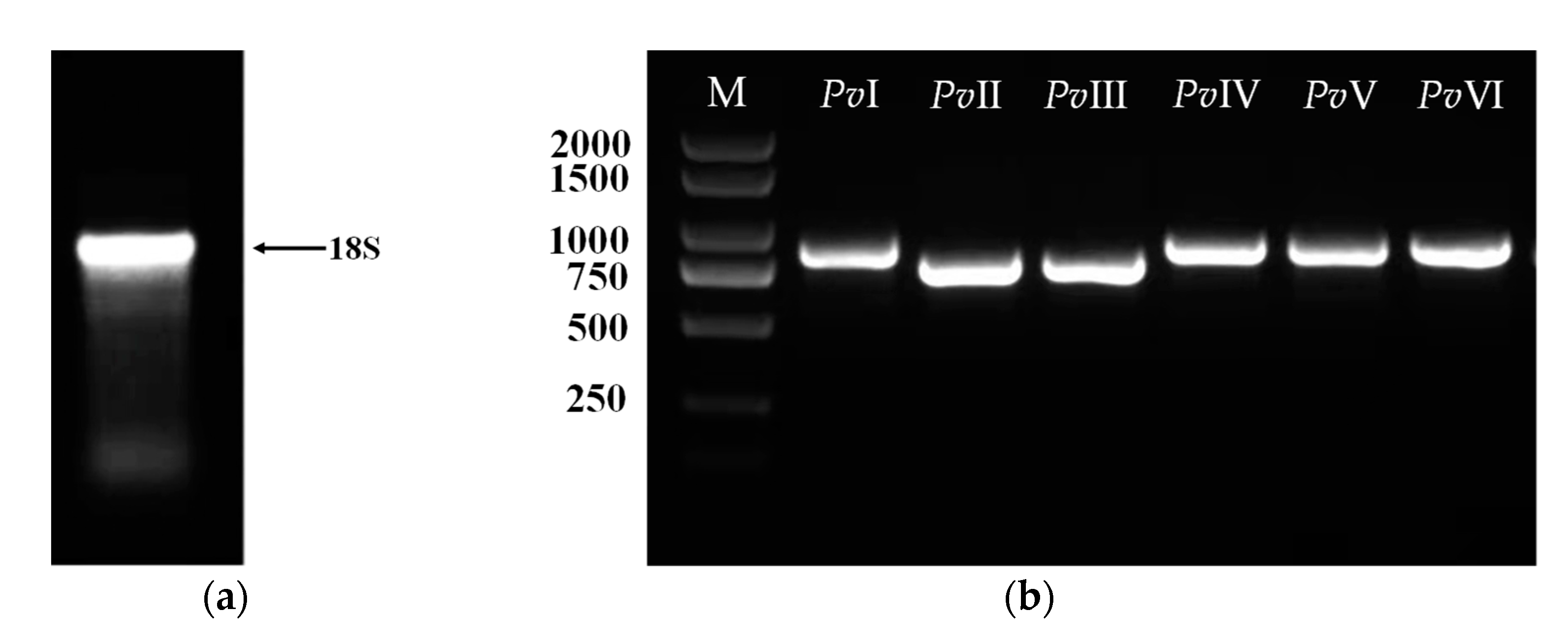 Molecules 26 04946 g013