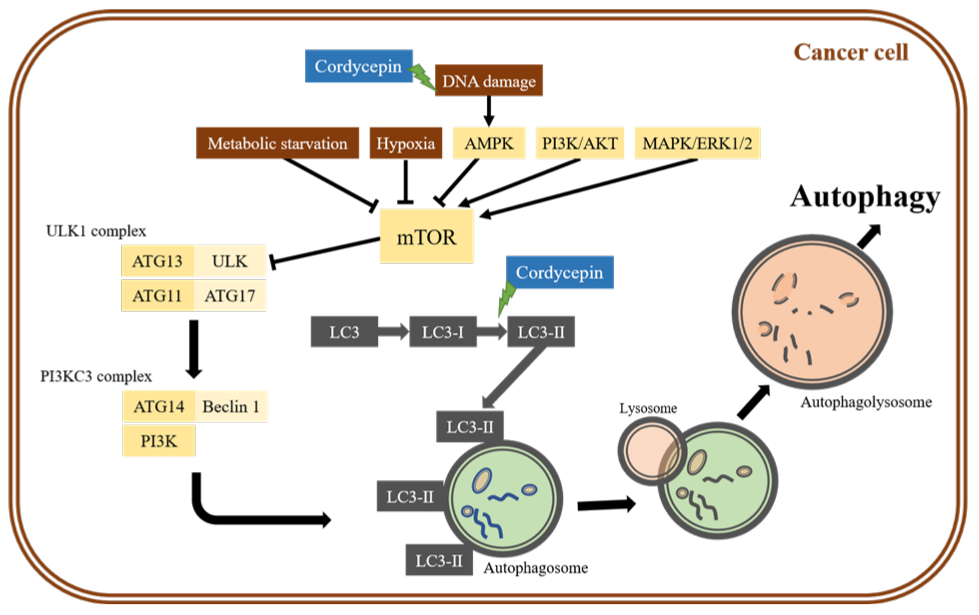 Molecules 26 04954 g001