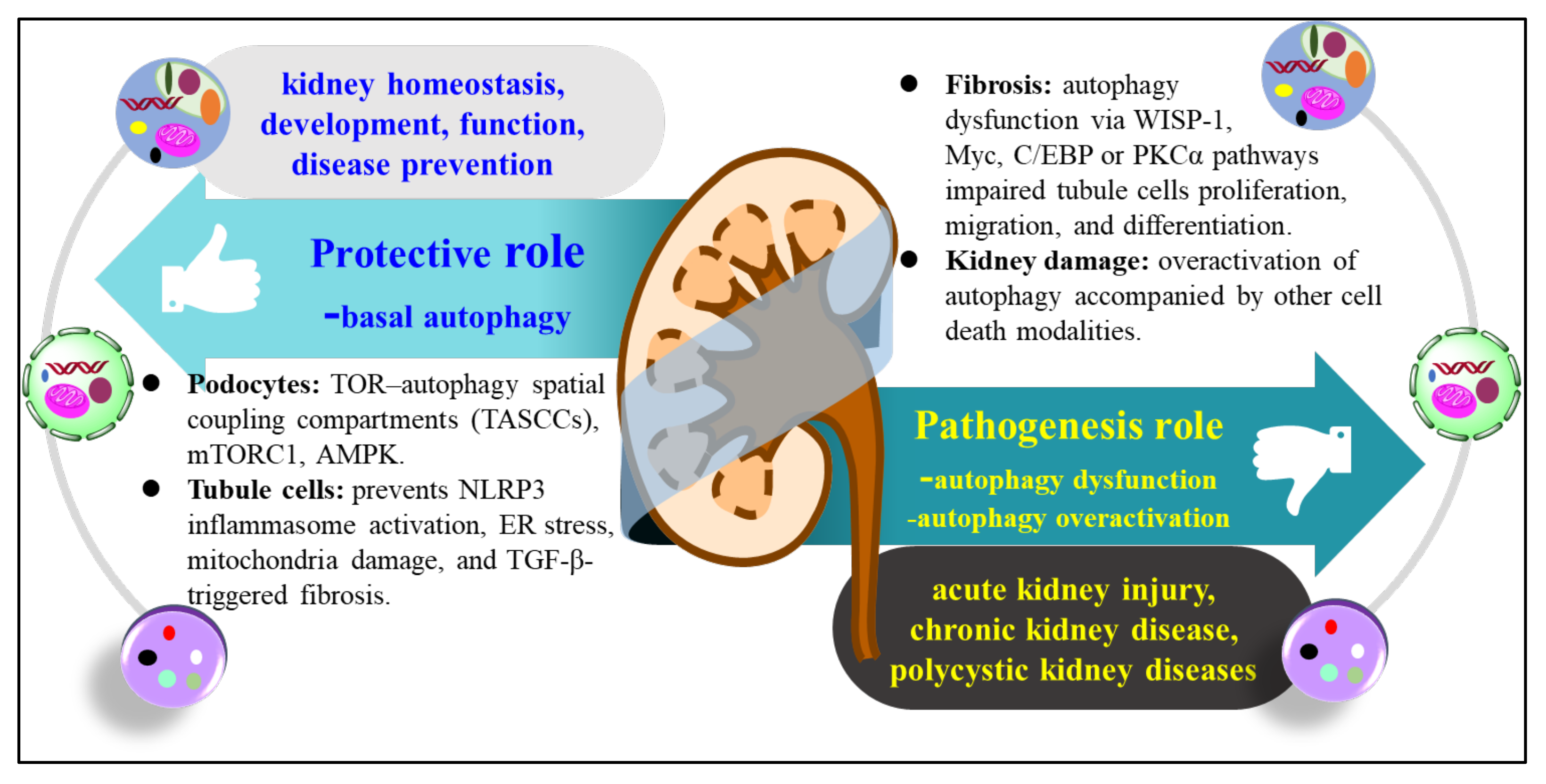 Molecules 26 04954 g002