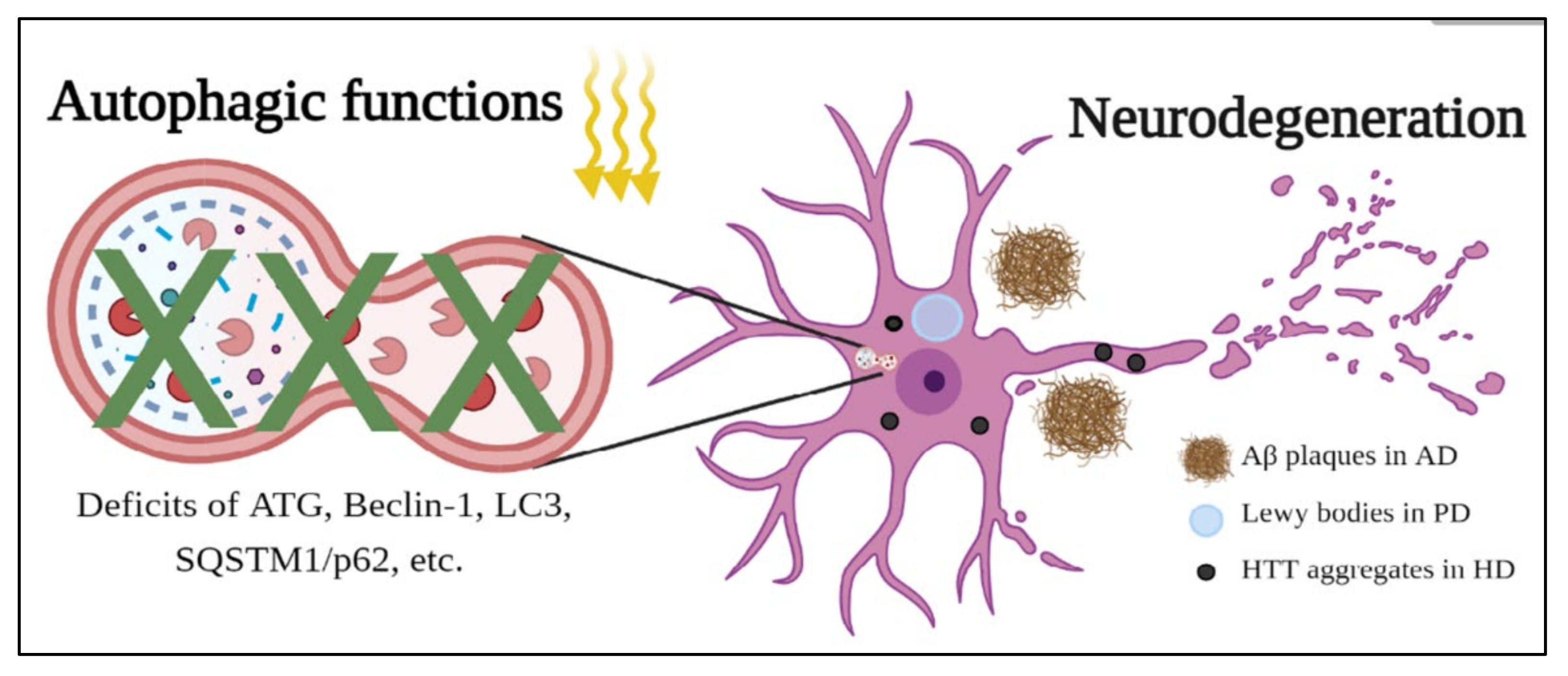Molecules 26 04954 g003